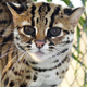 Illustration for article titled Caturday - Prionailurus bengalensis Edition